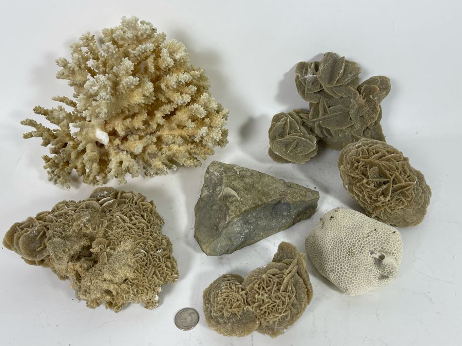 Corals, Shell Fossil And Selenite Desert Rose [Photo 1]