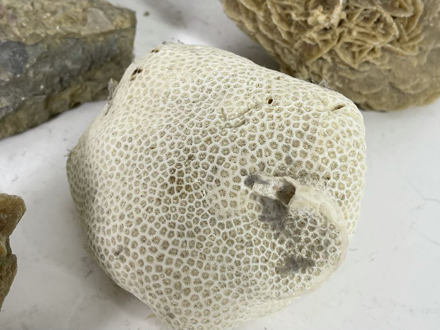 Corals, Shell Fossil And Selenite Desert Rose [Photo 7]
