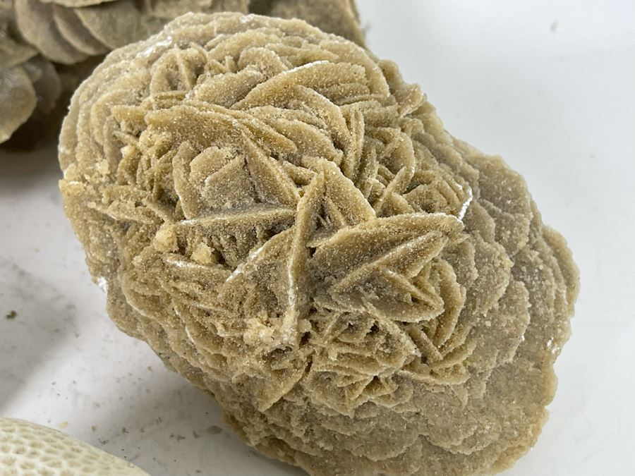 Corals, Shell Fossil And Selenite Desert Rose [Photo 8]