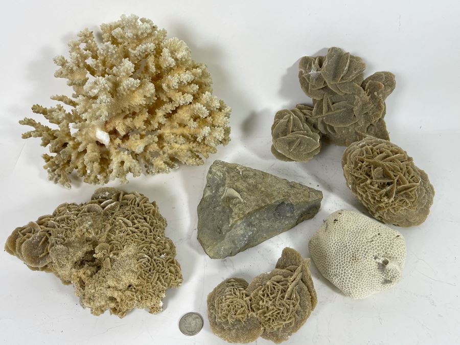 Corals, Shell Fossil And Selenite Desert Rose [Photo 3]