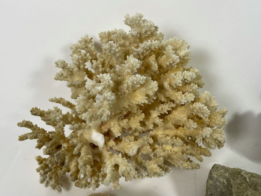 Corals, Shell Fossil And Selenite Desert Rose [Photo 5]