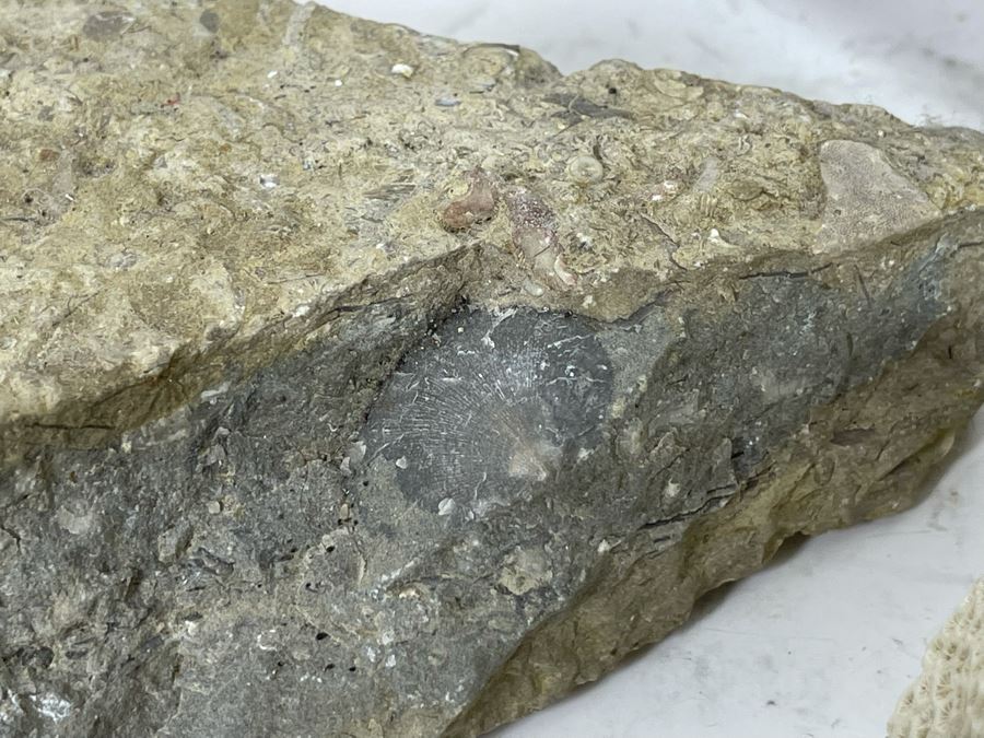 Corals, Shell Fossil And Selenite Desert Rose [Photo 6]