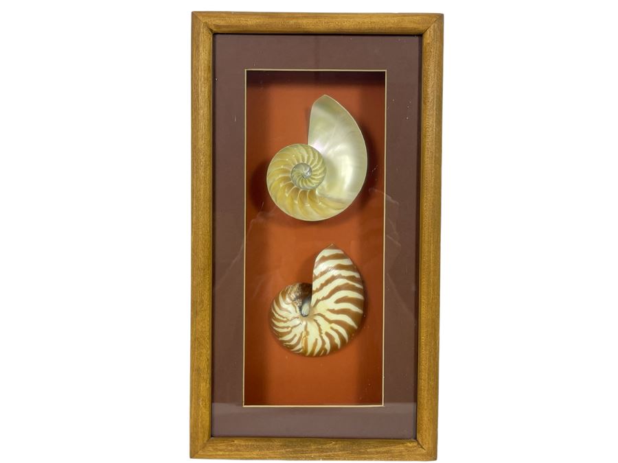 Shadowbox Framed Nautilus Shell 4 X 9 X 2
