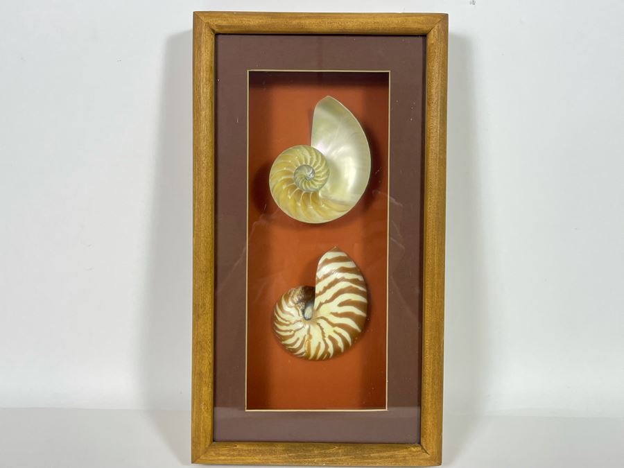 Shadowbox Framed Nautilus Shell 4 X 9 X 2 [Photo 2]