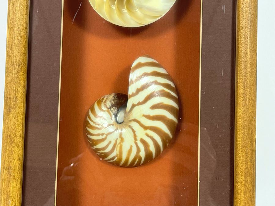 Shadowbox Framed Nautilus Shell 4 X 9 X 2 [Photo 5]