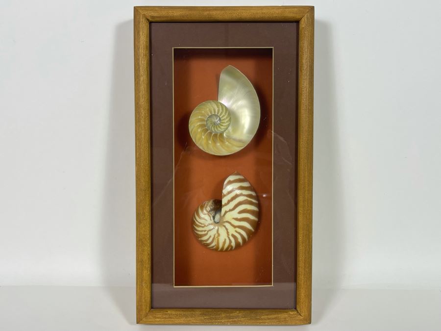 Shadowbox Framed Nautilus Shell 4 X 9 X 2 [Photo 3]