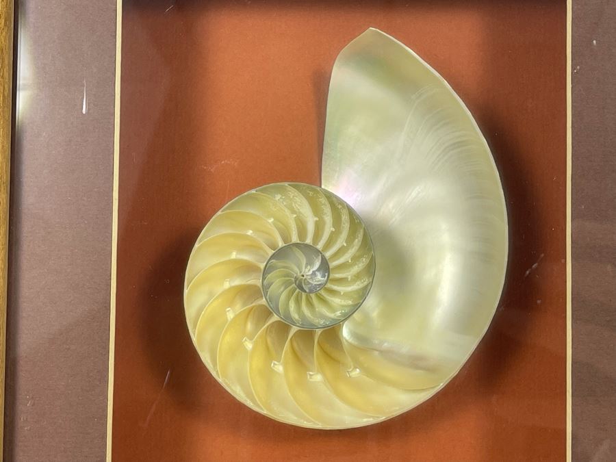 Shadowbox Framed Nautilus Shell 4 X 9 X 2 [Photo 4]
