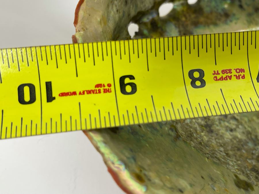 Large Organic Abalone Sea Shell 9.5W X 8D [Photo 8]