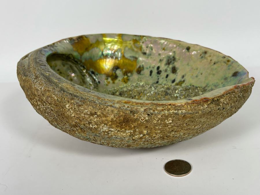 Large Organic Abalone Sea Shell 9.5W X 8D [Photo 5]