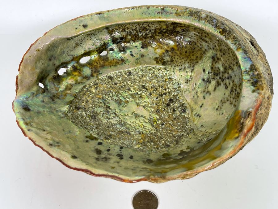 Large Organic Abalone Sea Shell 9.5W X 8D [Photo 2]