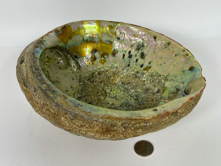 Large Organic Abalone Sea Shell 9.5W X 8D [Photo 6]
