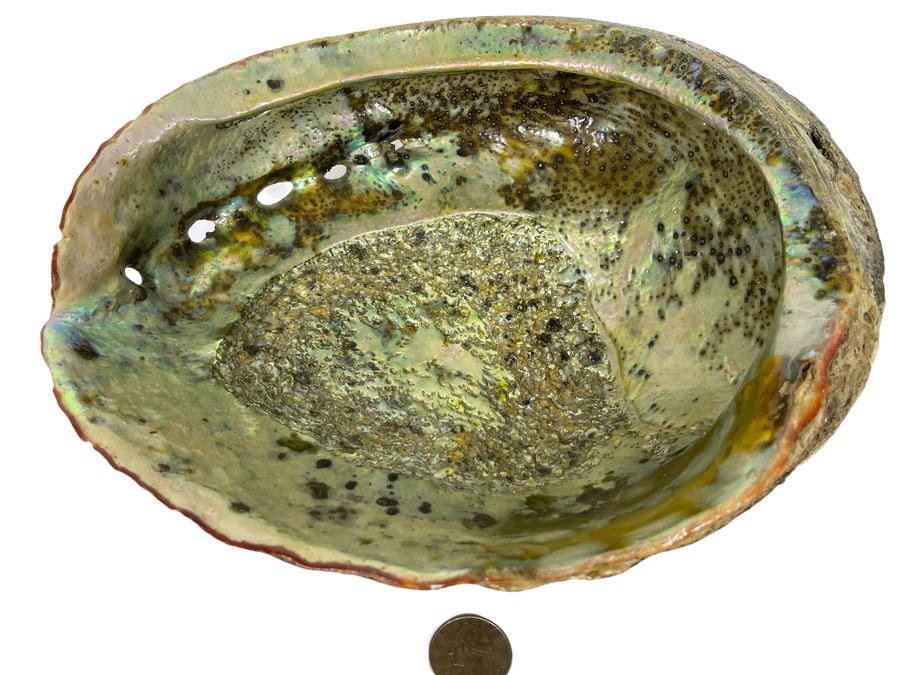 Large Organic Abalone Sea Shell 9.5W X 8D [Photo 1]