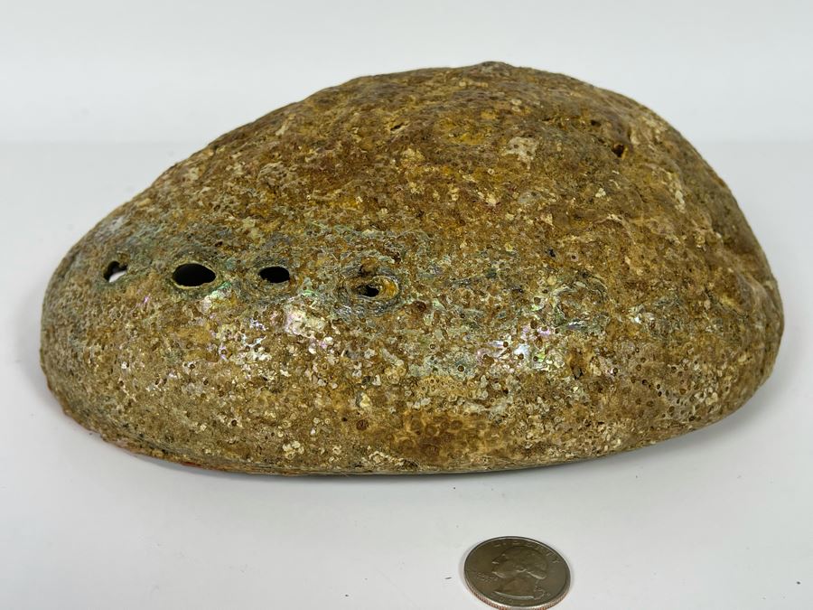 Large Organic Abalone Sea Shell 9.5W X 8D [Photo 7]