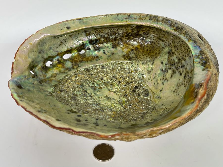 Large Organic Abalone Sea Shell 9.5W X 8D [Photo 3]