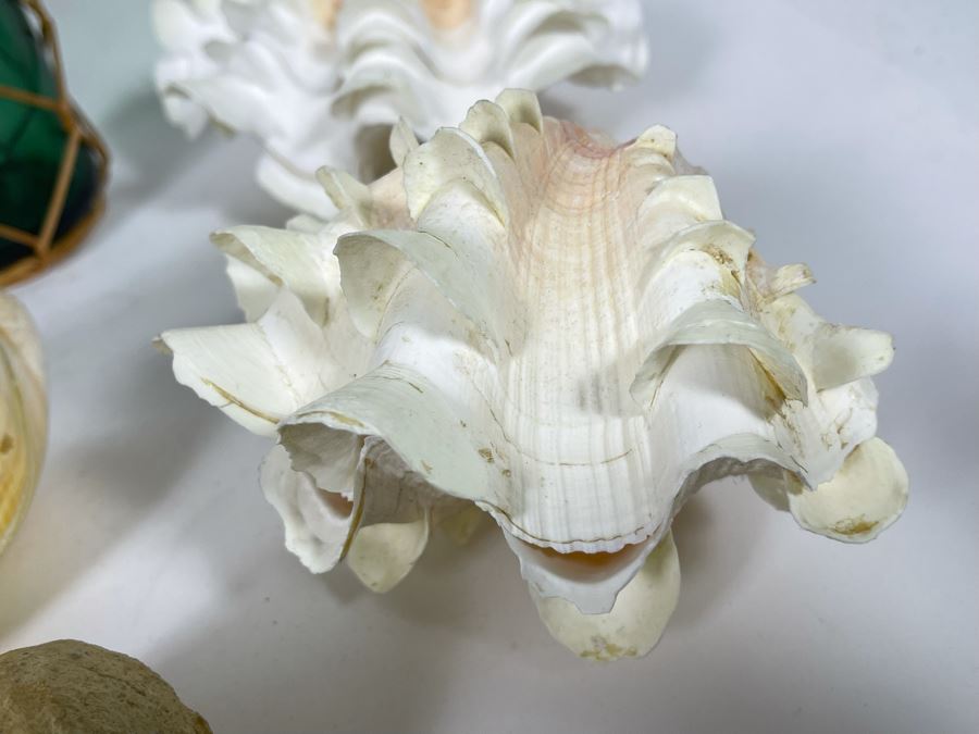 Collection Of Various Organic Sea Shells With Green Glass Bottle 10.5H [Photo 8]