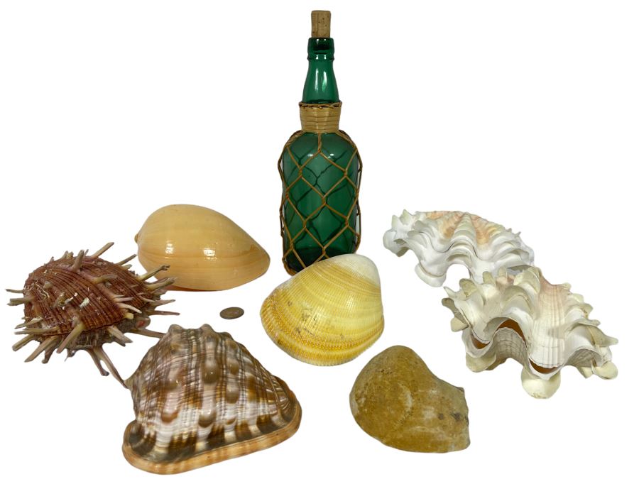 Collection Of Various Organic Sea Shells With Green Glass Bottle 10.5H [Photo 1]