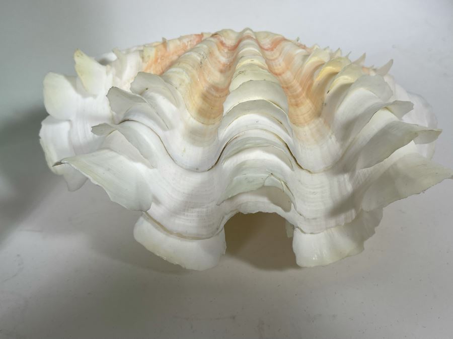 Collection Of Various Organic Sea Shells With Green Glass Bottle 10.5H [Photo 9]