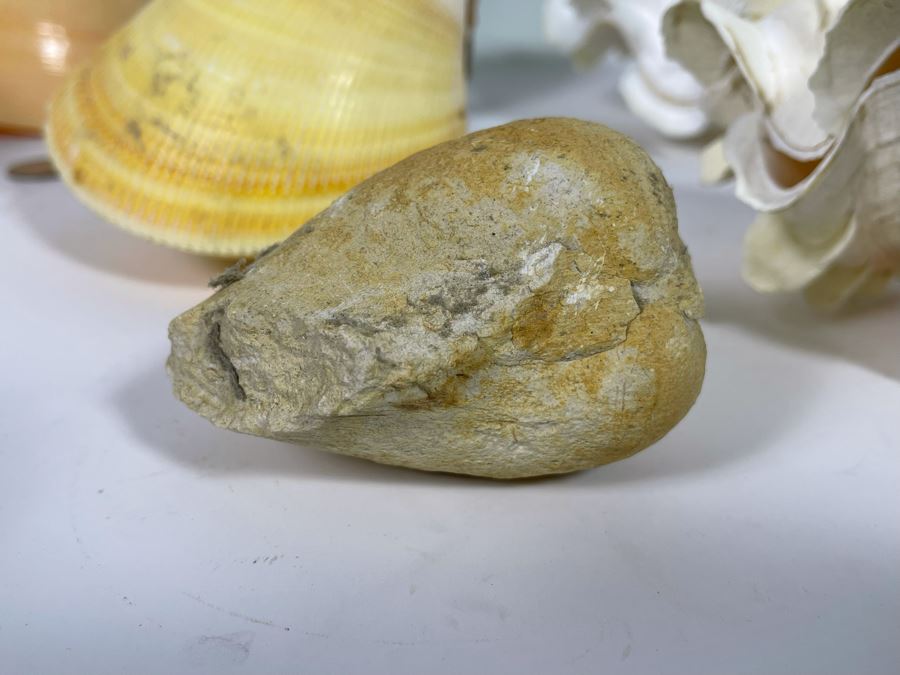 Collection Of Various Organic Sea Shells With Green Glass Bottle 10.5H [Photo 7]