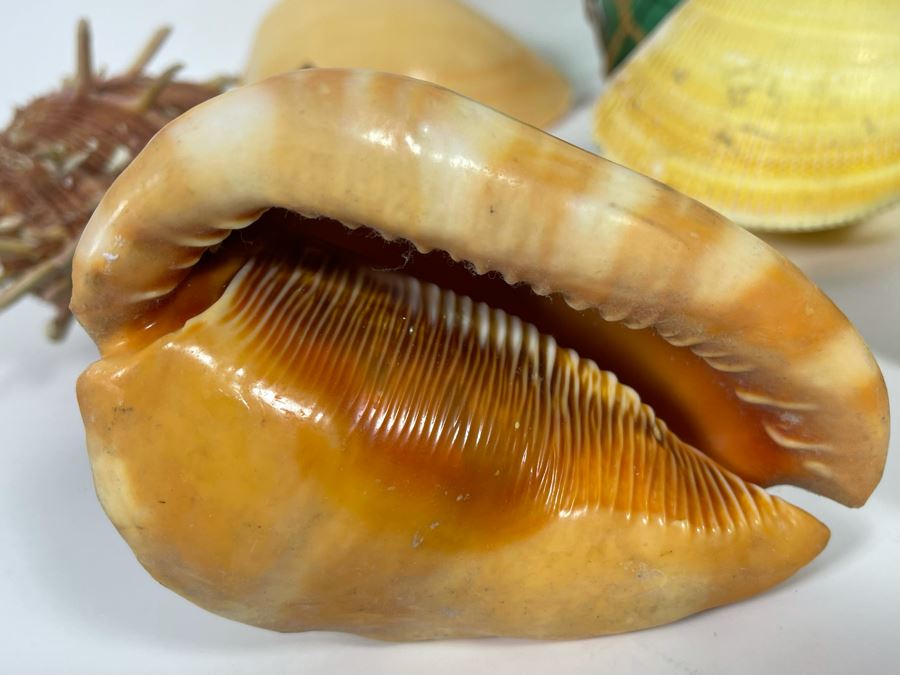 Collection Of Various Organic Sea Shells With Green Glass Bottle 10.5H [Photo 4]