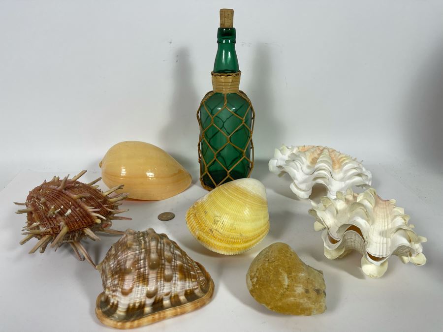 Collection Of Various Organic Sea Shells With Green Glass Bottle 10.5H [Photo 3]