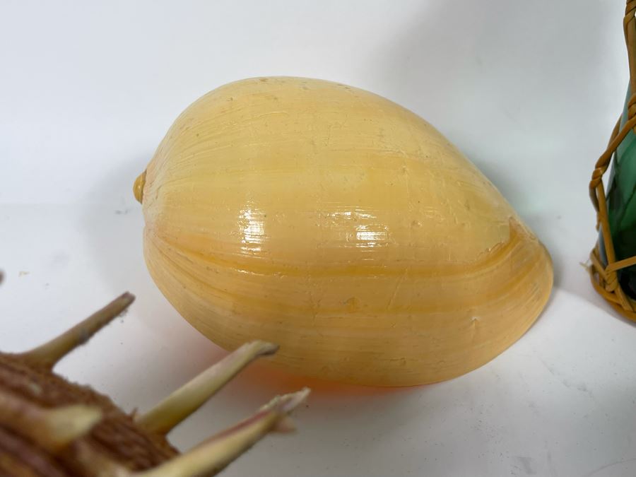 Collection Of Various Organic Sea Shells With Green Glass Bottle 10.5H [Photo 11]