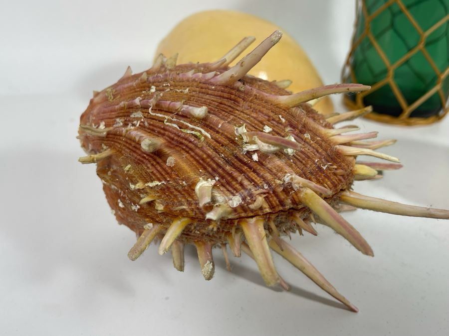 Collection Of Various Organic Sea Shells With Green Glass Bottle 10.5H [Photo 5]