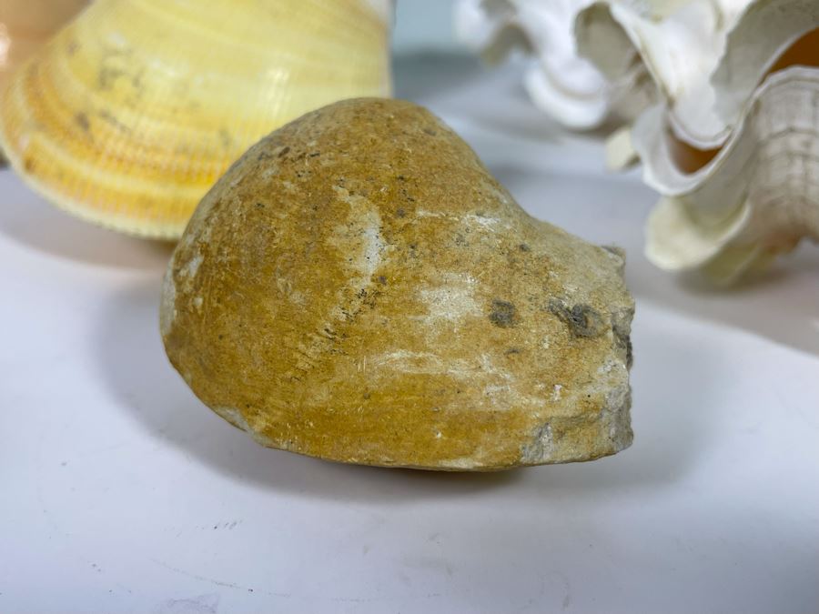 Collection Of Various Organic Sea Shells With Green Glass Bottle 10.5H [Photo 6]