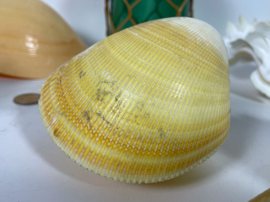 Collection Of Various Organic Sea Shells With Green Glass Bottle 10.5H [Photo 10]