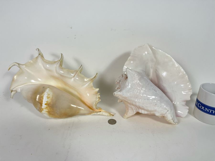 Pair Of Organic Conch Seashells [Photo 2]