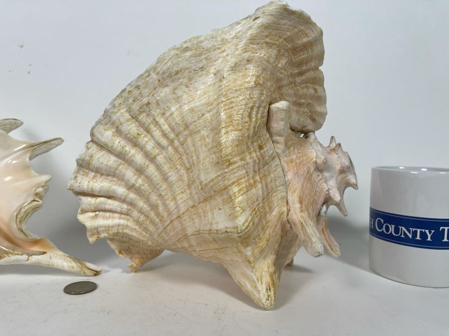 Pair Of Organic Conch Seashells [Photo 7]