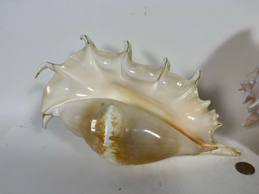 Pair Of Organic Conch Seashells [Photo 5]