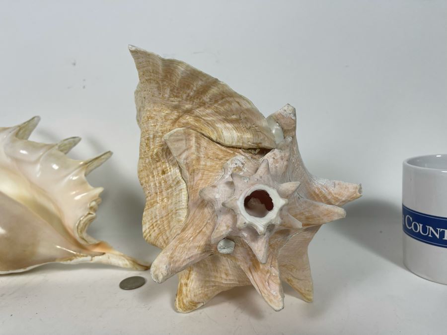 Pair Of Organic Conch Seashells [Photo 6]