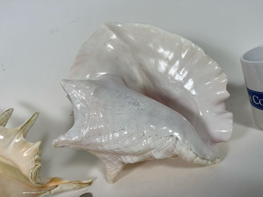 Pair Of Organic Conch Seashells [Photo 4]