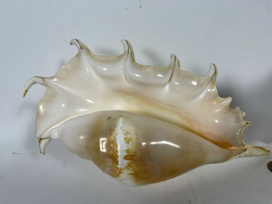Pair Of Organic Conch Seashells [Photo 8]