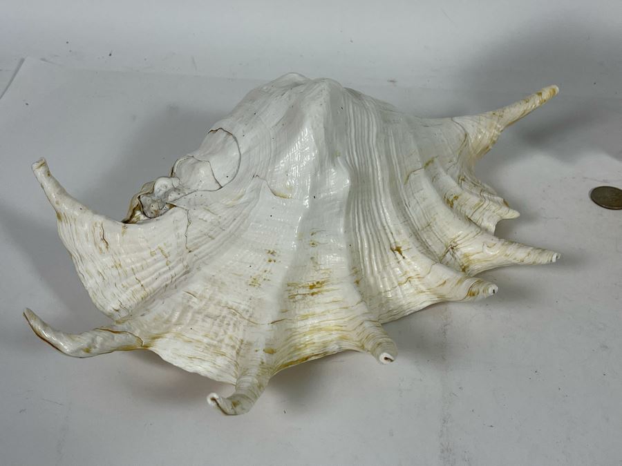 Pair Of Organic Conch Seashells [Photo 9]