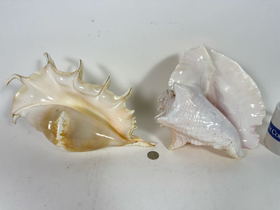 Pair Of Organic Conch Seashells [Photo 3]