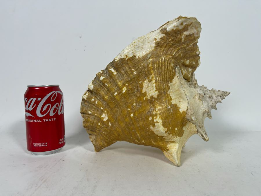 Large Organic Conch Shell [Photo 5]