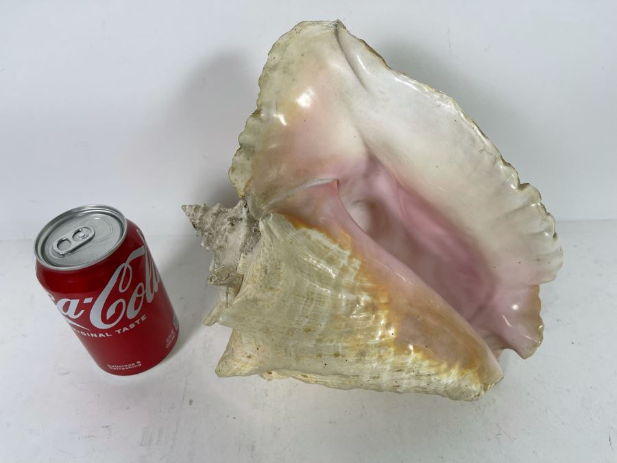 Large Organic Conch Shell [Photo 4]