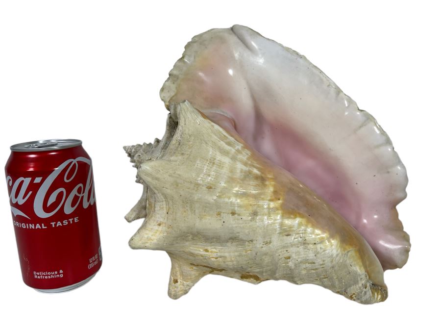 Large Organic Conch Shell