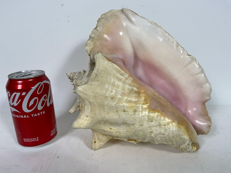 Large Organic Conch Shell [Photo 3]