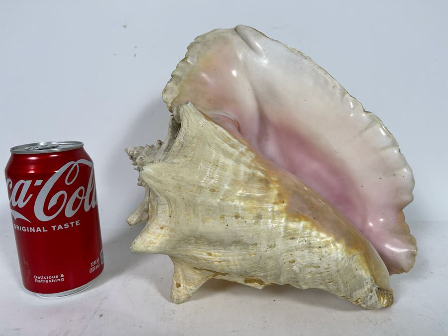 Large Organic Conch Shell [Photo 2]