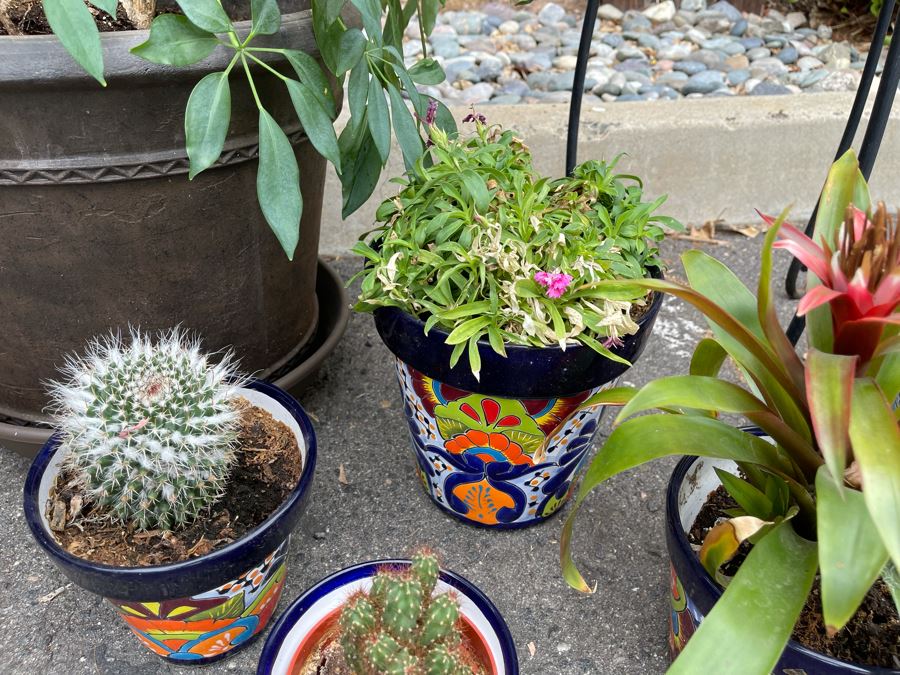 Collection Of Mainly Mexican Triple Glazed Pots And Plants Apx 13 Pots [Photo 17]