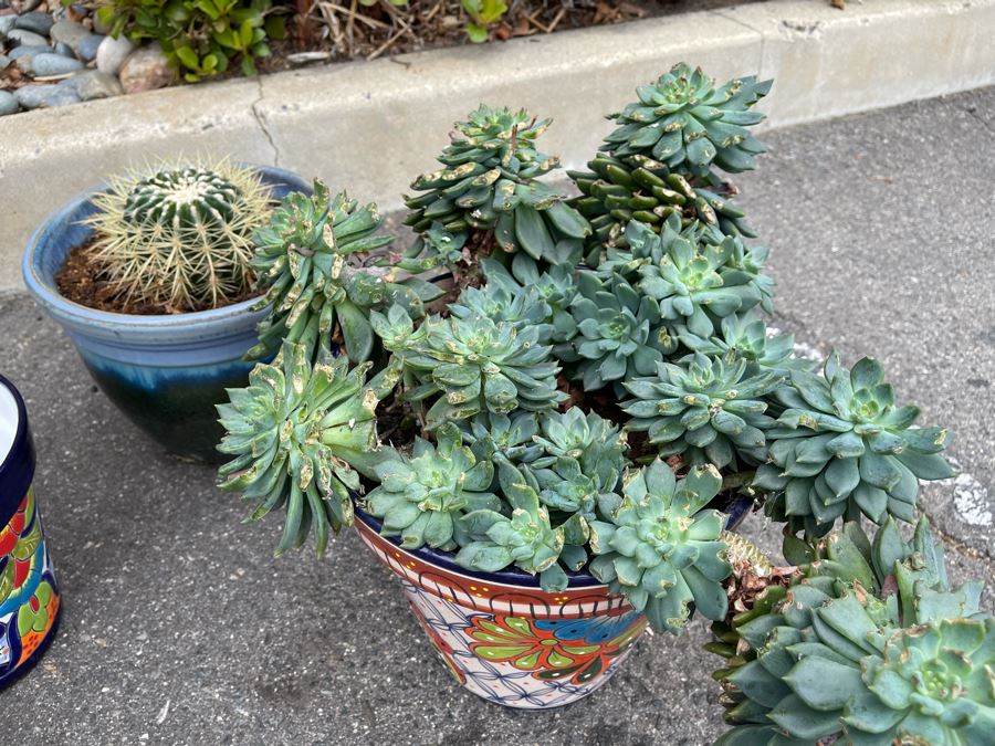 Collection Of Mainly Mexican Triple Glazed Pots And Plants Apx 13 Pots [Photo 5]