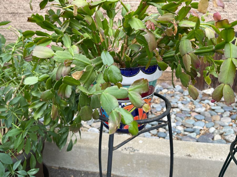 Collection Of Mainly Mexican Triple Glazed Pots And Plants Apx 13 Pots [Photo 11]