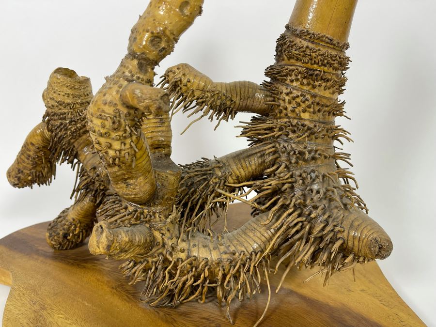 Organic Sculptural Bamboo Root From The Philippines 17W X 13.5D X 15H [Photo 9]