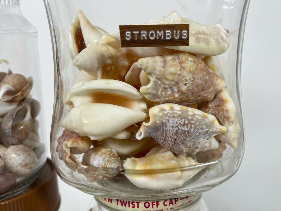 Collection Of Organic Seashells Mainly From The South Pacific Ocean (6 Jars) [Photo 4]