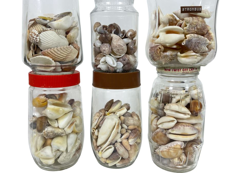 Collection Of Organic Seashells Mainly From The South Pacific Ocean (6 Jars)