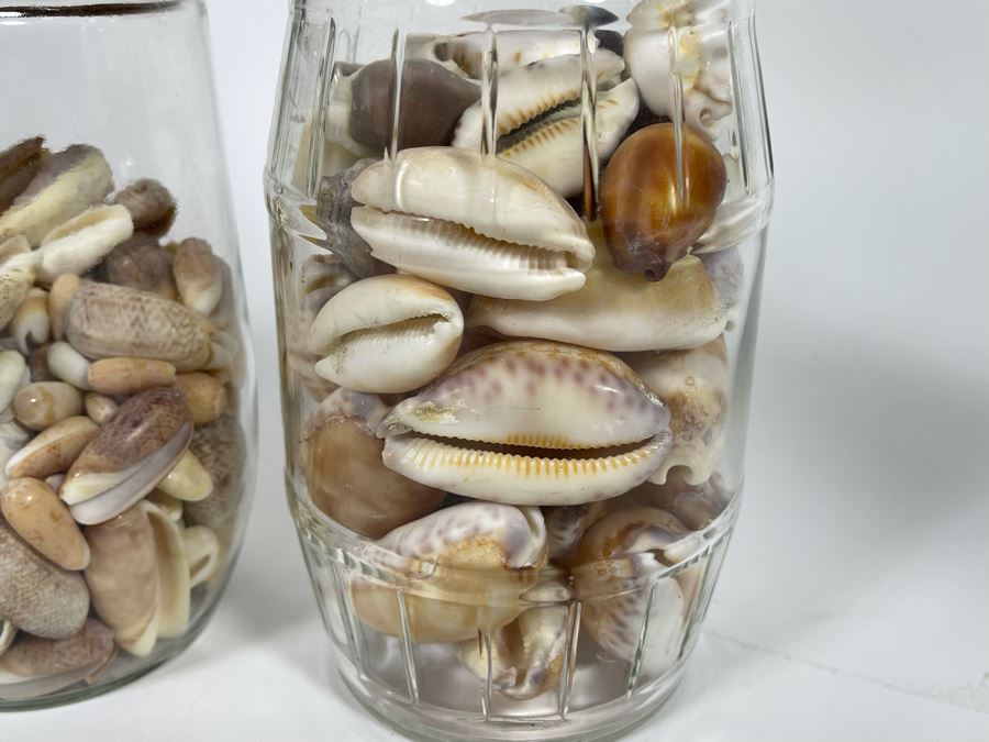 Collection Of Organic Seashells Mainly From The South Pacific Ocean (6 Jars) [Photo 5]