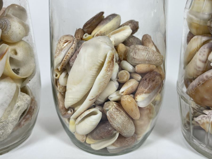 Collection Of Organic Seashells Mainly From The South Pacific Ocean (6 Jars) [Photo 6]