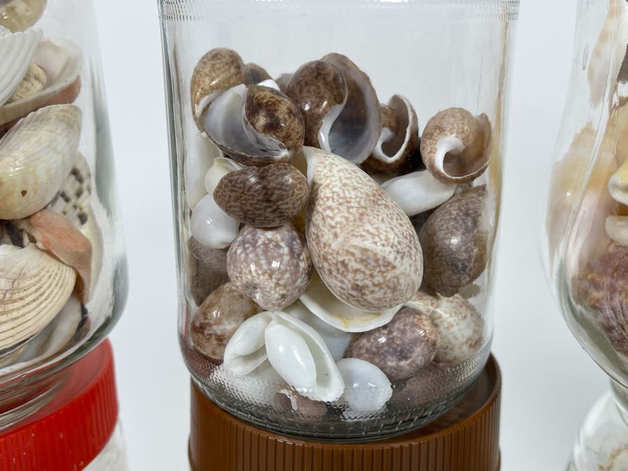 Collection Of Organic Seashells Mainly From The South Pacific Ocean (6 Jars) [Photo 7]